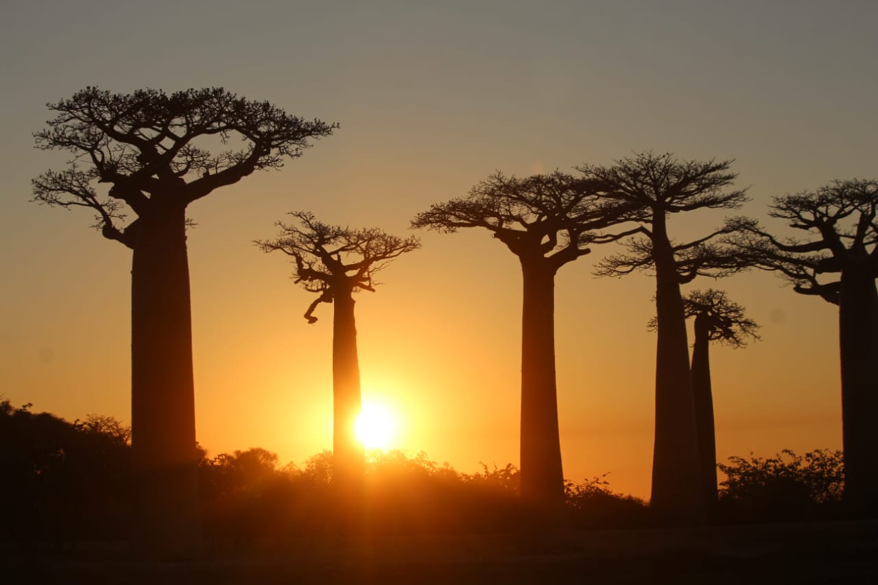 baobab tree
