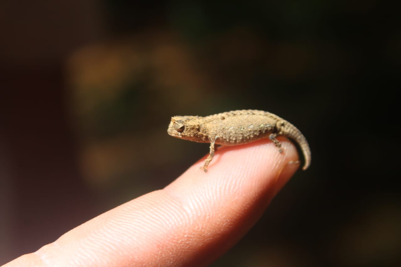 smallest cameleon