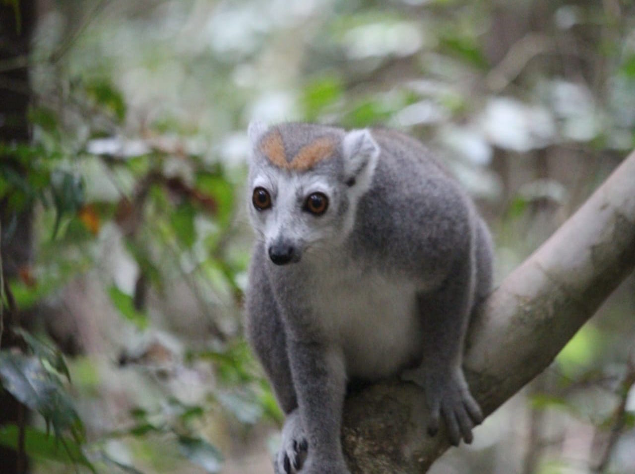 lemur