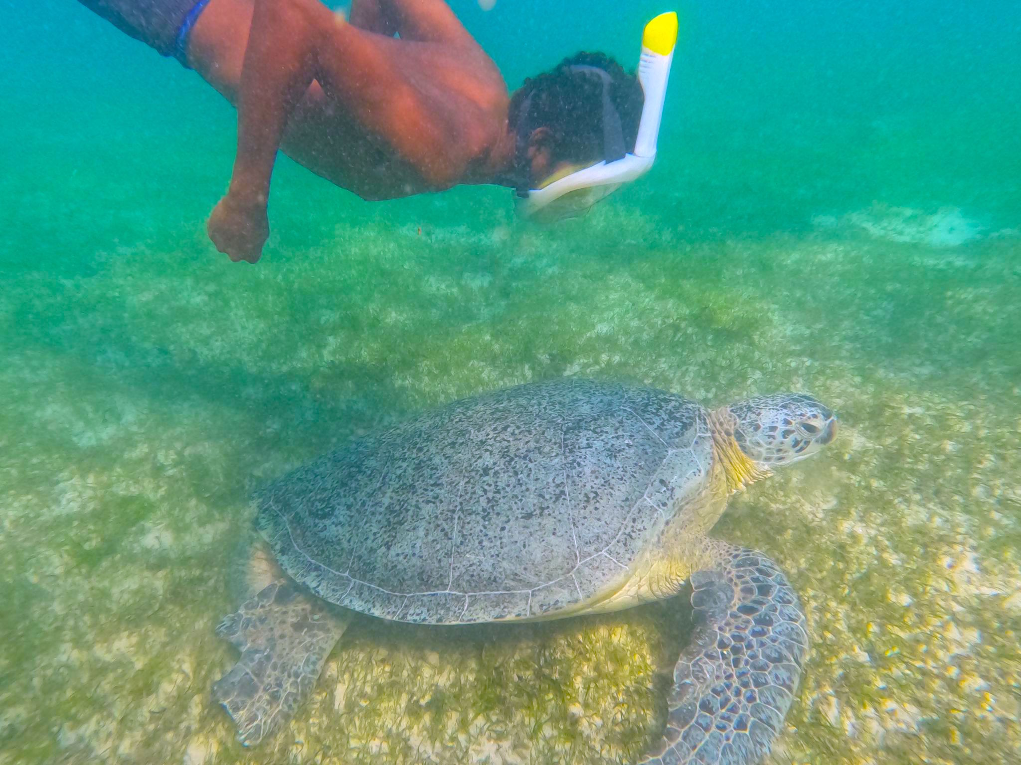 snorkeling